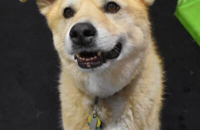 April Dog of The Month