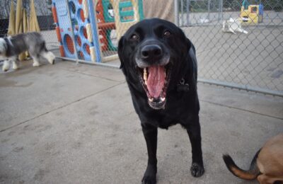 May Dog of The Month