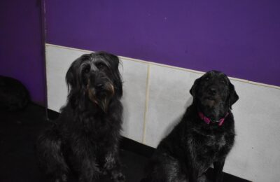 June Dog of The Month