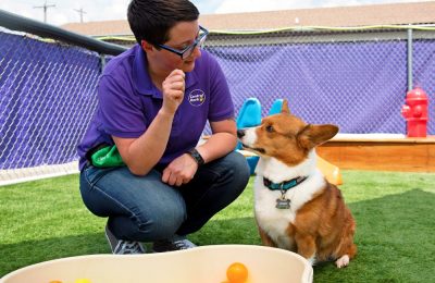 Dog Daycare In Broadview Heights for Cleveland Commuters