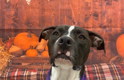 A Guide to a Dog-Friendly Thanksgiving