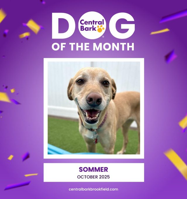 October Dog of The Month: Sommer!