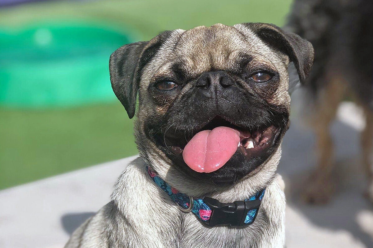 a brown pug looking at the camera with its tongue out