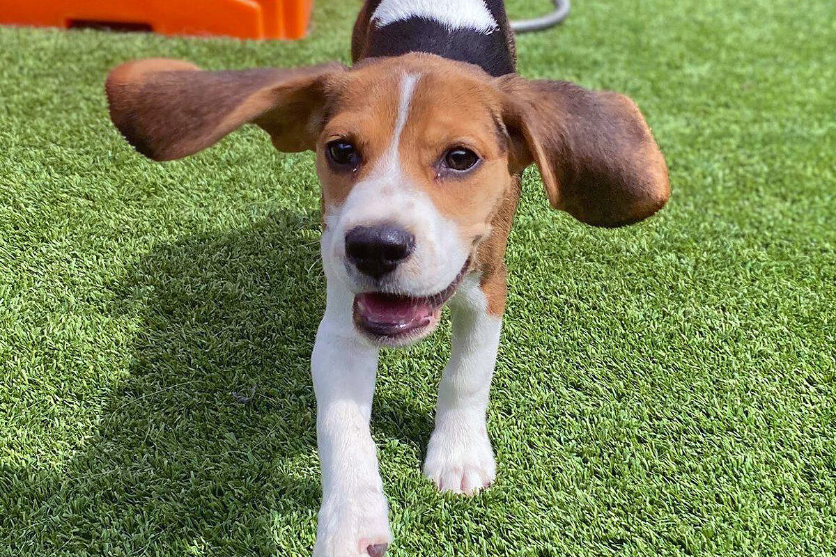 a Beagle pup running on green grass