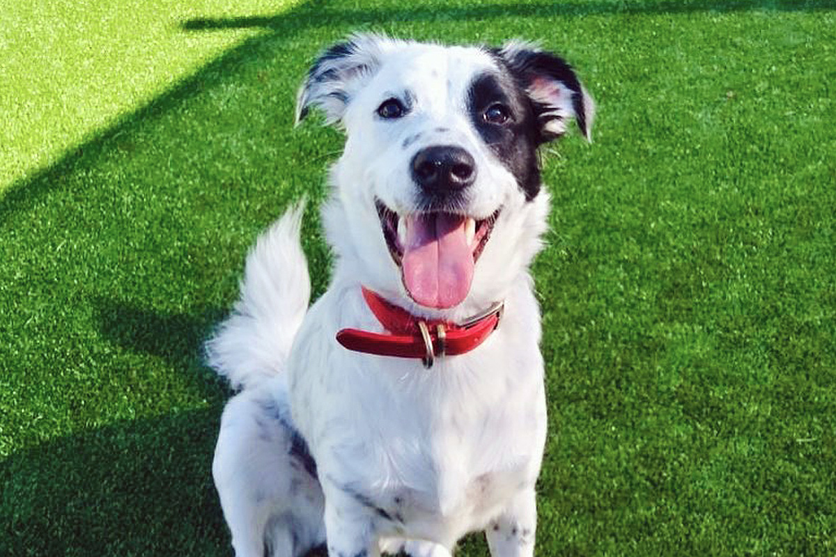 Central Bark CharlotteMatthews, NC Doggy Day Care