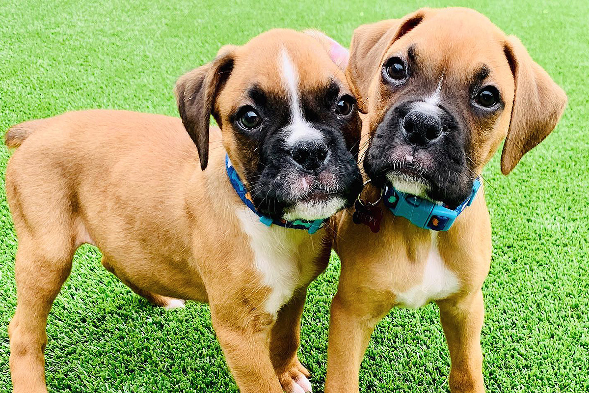 Central Bark CharlotteMatthews, NC Doggy Day Care