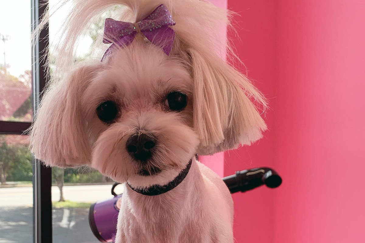 Dog Grooming Services in CharlotteMatthews, NC Central Bark