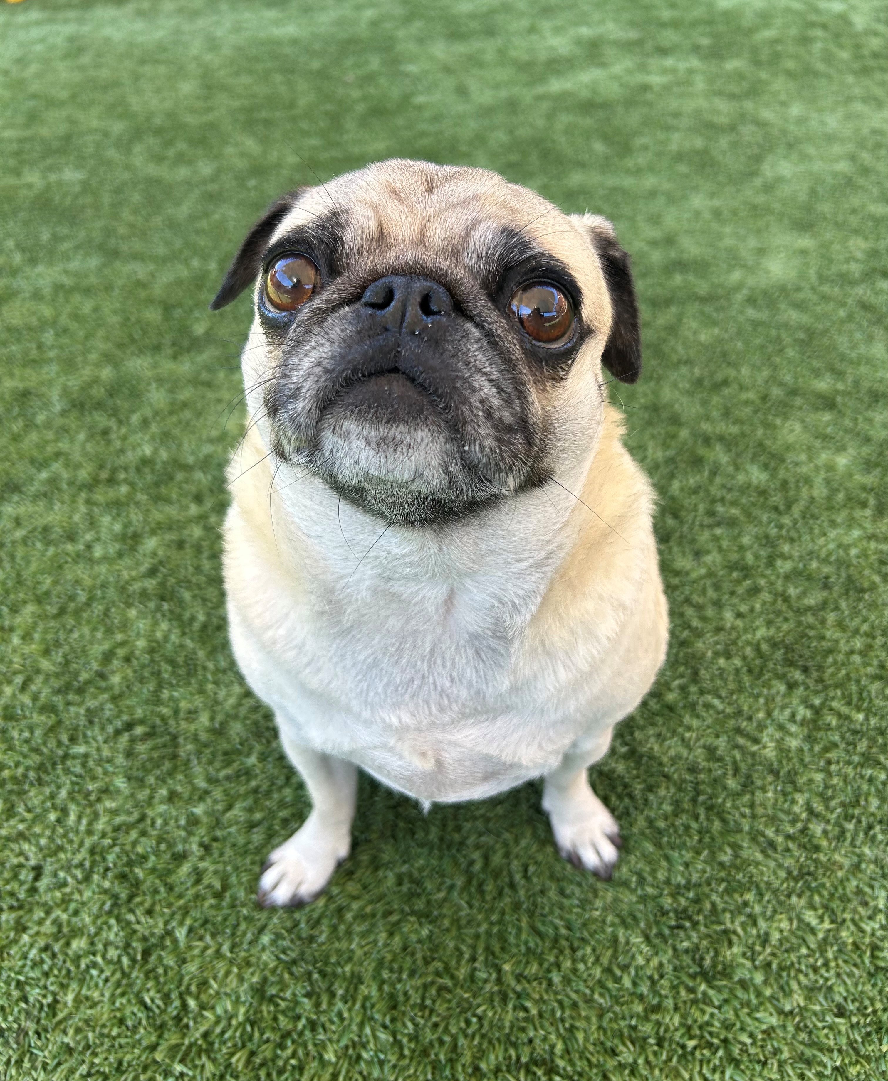 november dog of the month