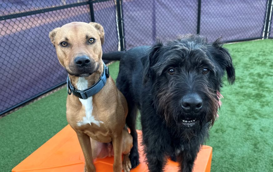 january dog of the month