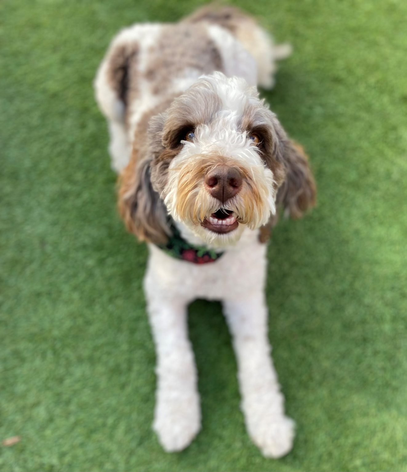 Dogs In February February 2026 Dog of the Month: Gemma - Central Bark Charlotte-Matthews