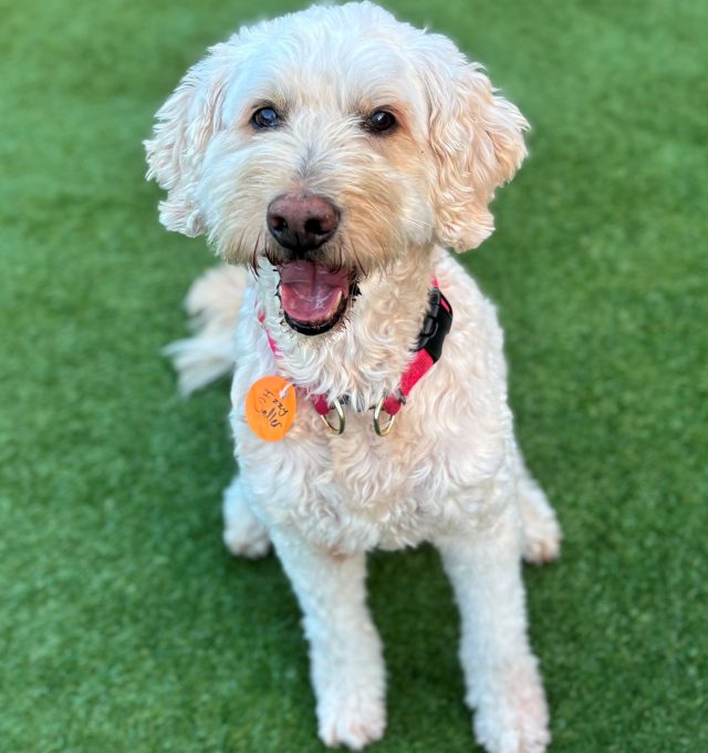 April 2026 Dog of the Month: Izzy