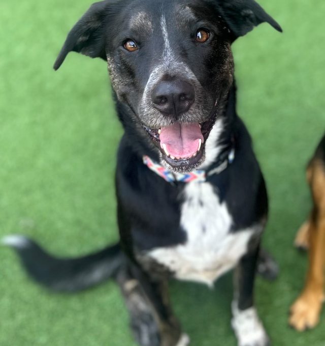 May 2026 Dog of the Month: June