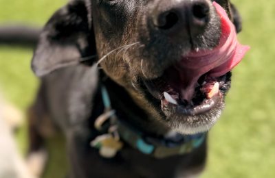 Bailey, Central Bark’s Dog of the Month, smiling with her tongue out while enjoying outdoor Enrichment Day Care.