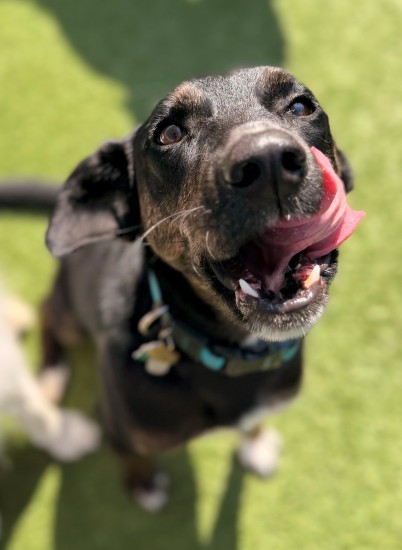 Bailey, Central Bark’s Dog of the Month, smiling with her tongue out while enjoying outdoor Enrichment Day Care.