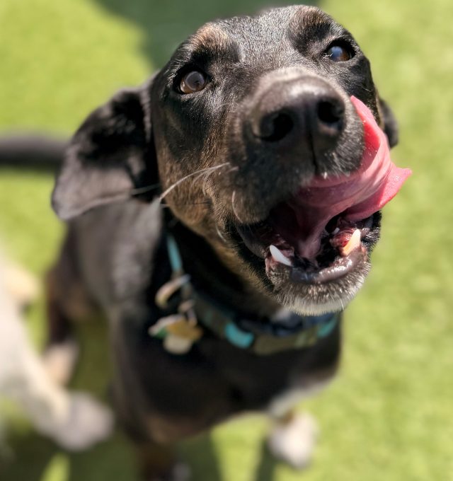 Bailey, Central Bark’s Dog of the Month, smiling with her tongue out while enjoying outdoor Enrichment Day Care.