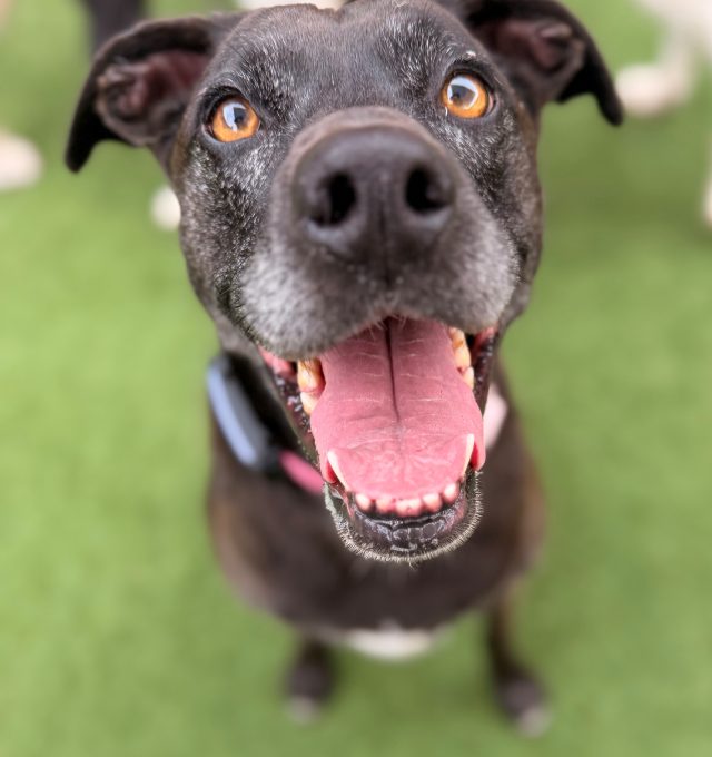 July 2026 Dog of the Month: The Fabulous Frenchie!