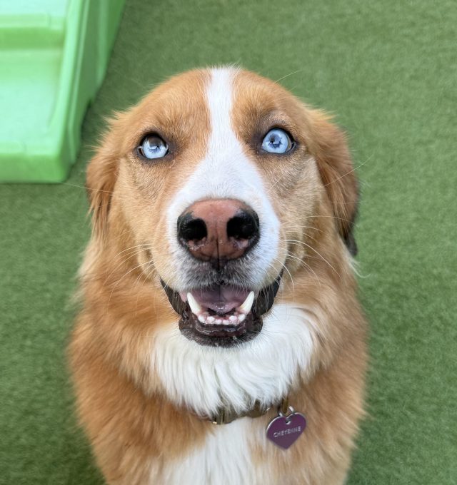 Cheyenne posing for her picture during Enrichment Daycare