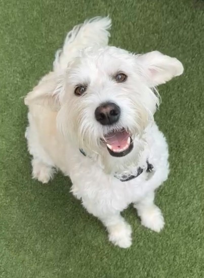 Daisy, a 5-year-old Labradoodle, smiling during her Central Bark daycare visit