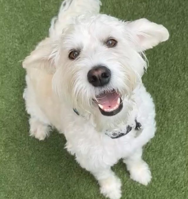 Daisy, a 5-year-old Labradoodle, smiling during her Central Bark daycare visit