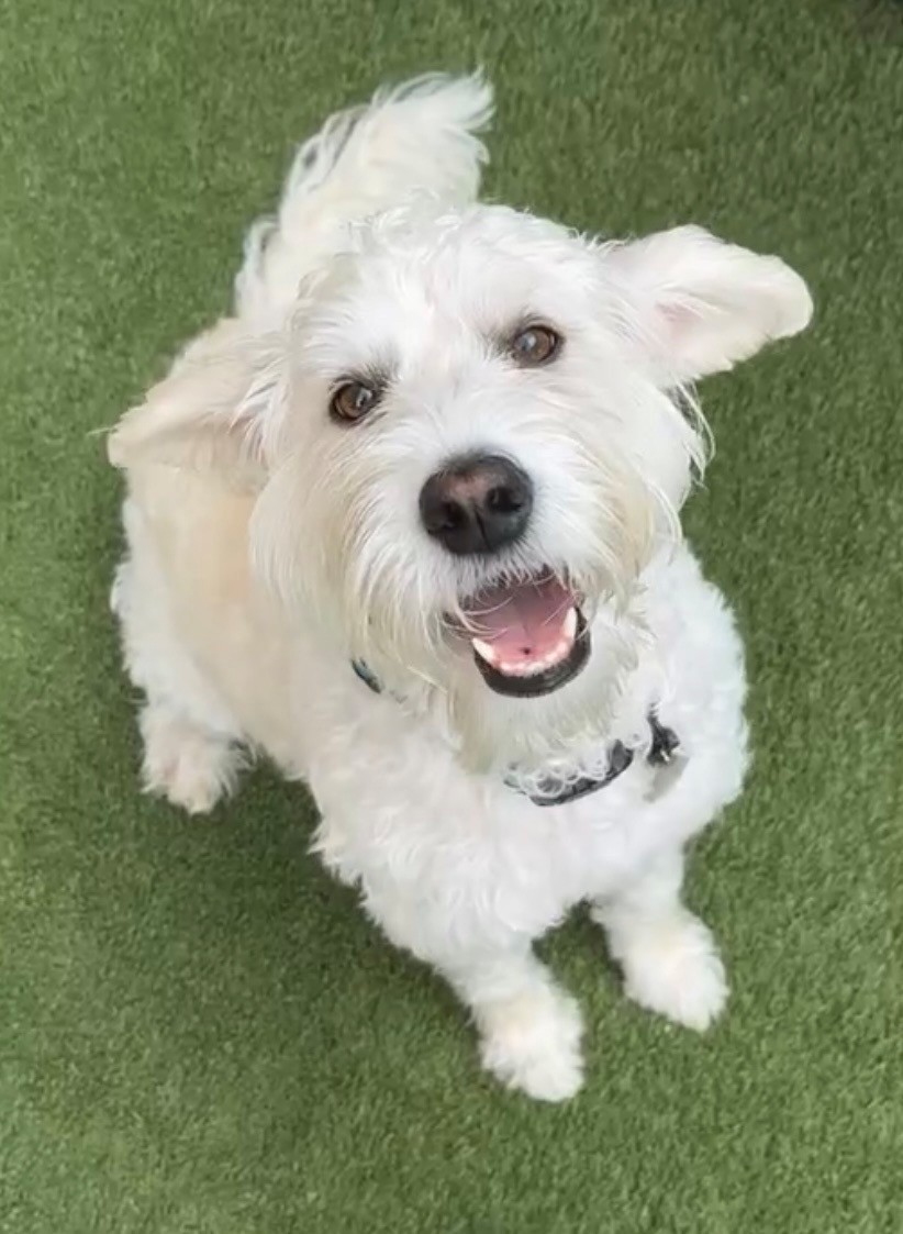 Daisy, a 5-year-old Labradoodle, smiling during her Central Bark daycare visit