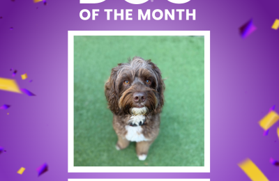 Chappals, a brown and white Labradoodle, featured as Central Bark Charlotte-Matthews’ November Dog of the Month.