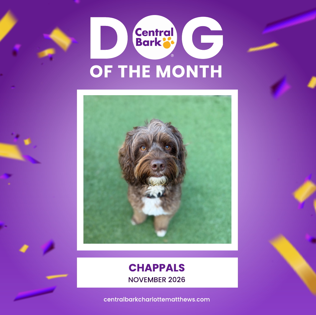 Chappals, a brown and white Labradoodle, featured as Central Bark Charlotte-Matthews’ November Dog of the Month.