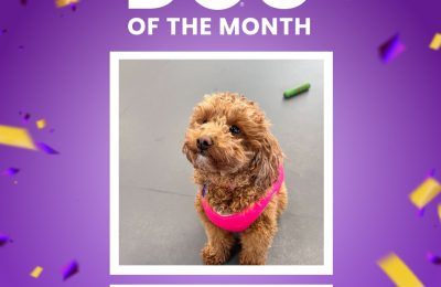 Dog of the Month: February
