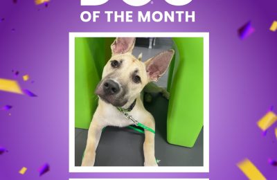 Dog of the Month: March
