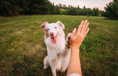Positive Reinforcement Dog Training