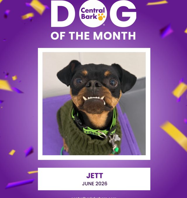 June Dog of The Month