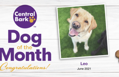 Congratulations to our Dog of the Month: Leo!