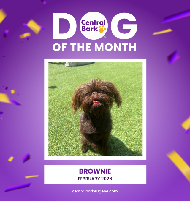 Congratulations to our February 2026 Dog of the Month: Brownie!