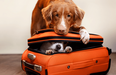Traveling Without Your Dog