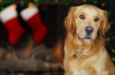 DIY Stocking Stuffers for Your Dog!