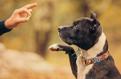 Dog Tricks for Stress Relief