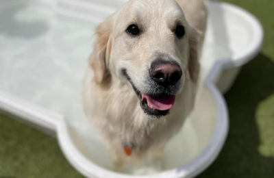 How to Keep Dogs Cool During Summer?