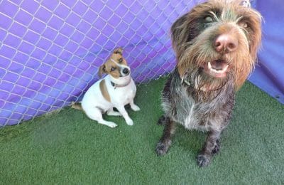 October`s Dog of the Month.