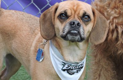 February Dog Of The Month