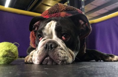 Stella (Bean) July Dog of the Month