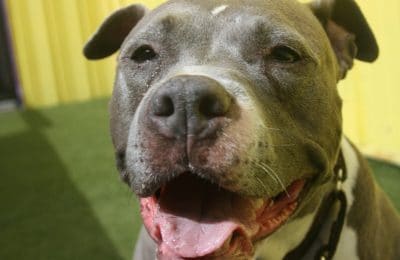 August Dog of the Month