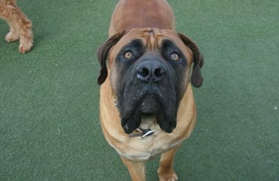 March Dog of the Month