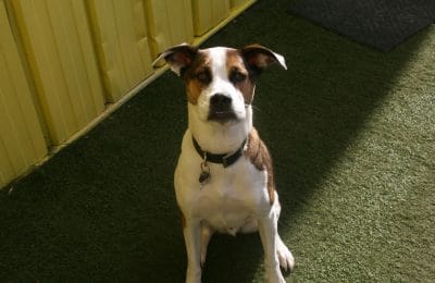 January`s Dog of the Month