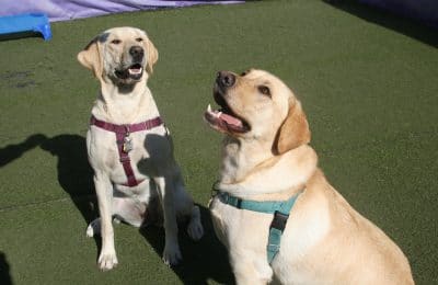 Februarys Dog of the Month