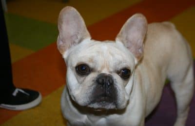 March Dog of the Month Opie