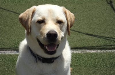 June dog of the month