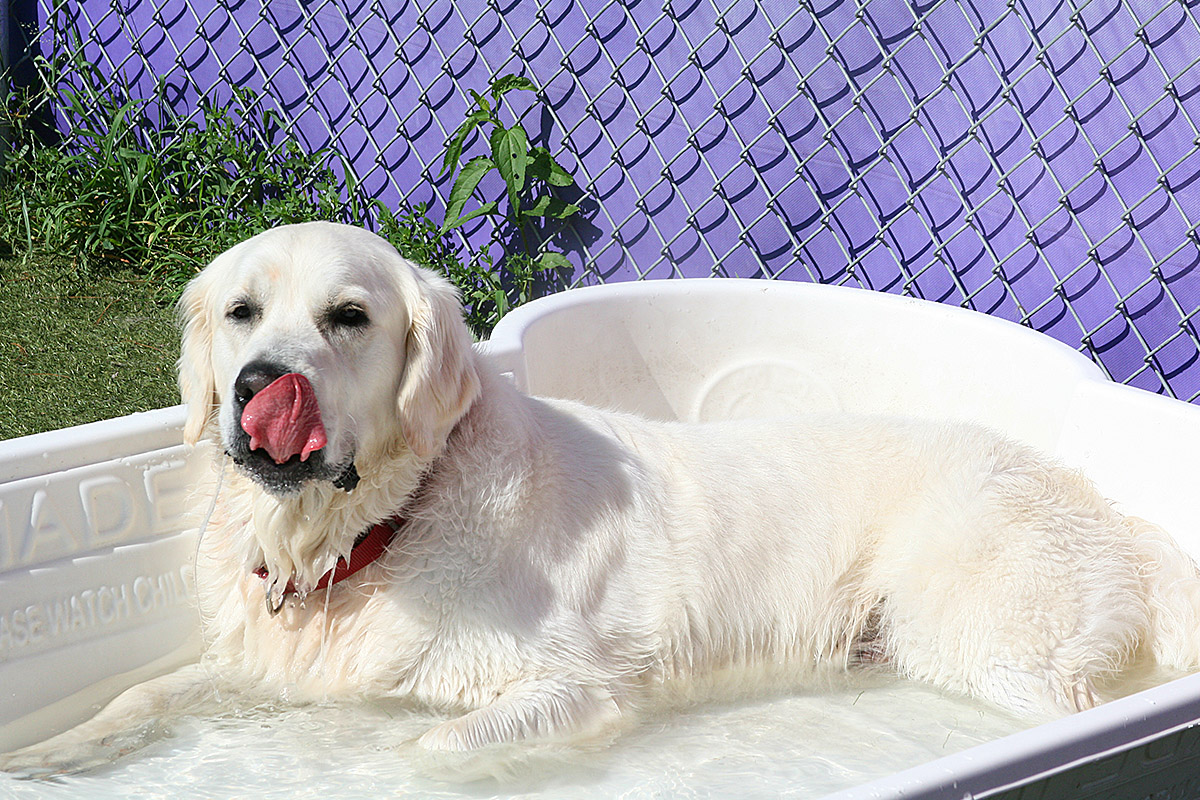 white dog taking a bath