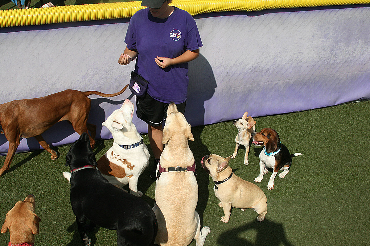 Central Bark Falls Township trainer with doggies