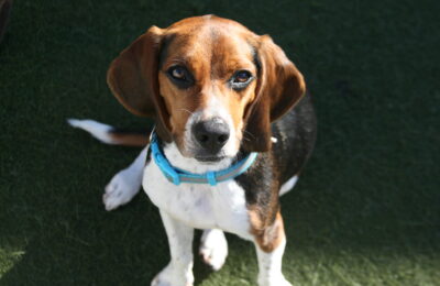 Ozzy December Dog of the Month