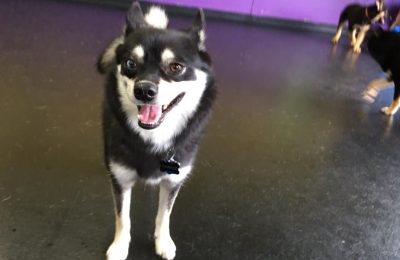 Dog Of The Month