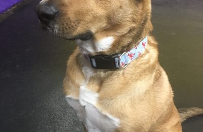 Nitro